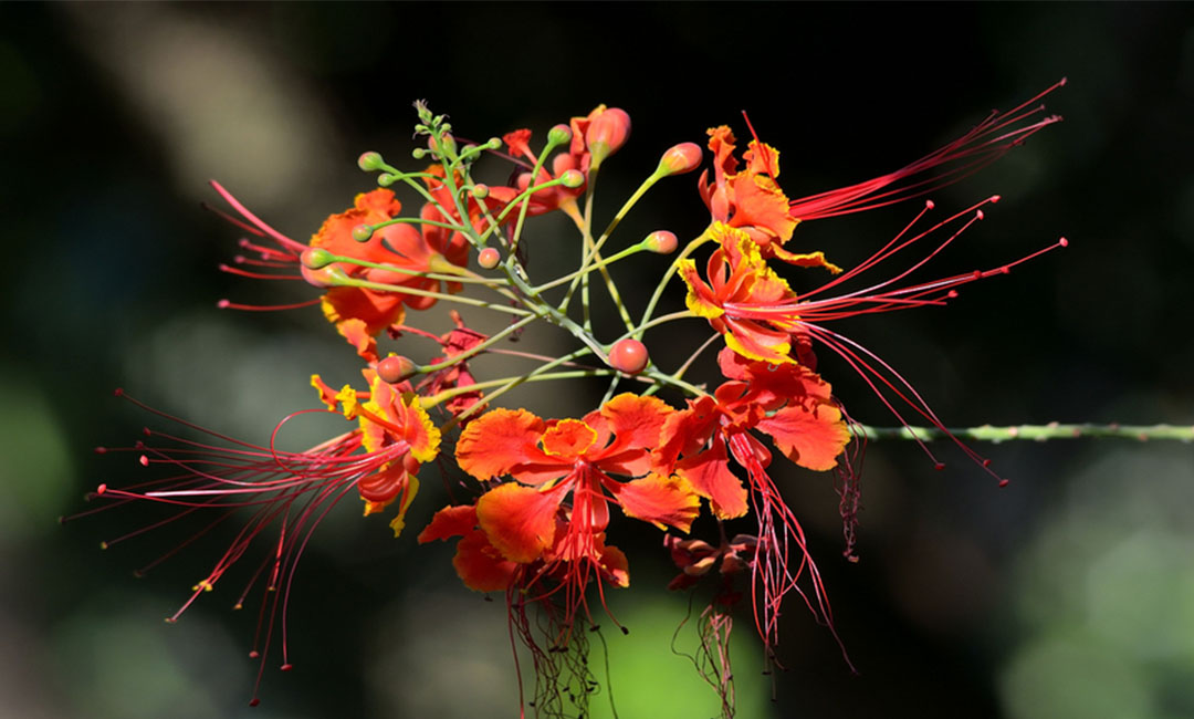 河源花帮主百科词条创建案例